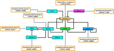 Clinical genetics of spondylocostal dysostosis: A mini review